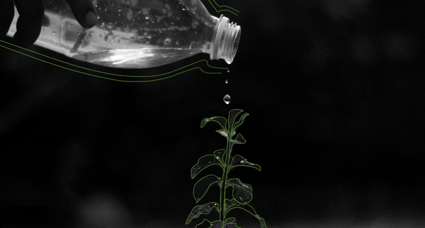 Tropfen aus einer leeren Wasserflasche fallen auf eine Pflanze.